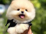 Yavru Patiler Farkı ile Pomeranian Bo Yavrularımız