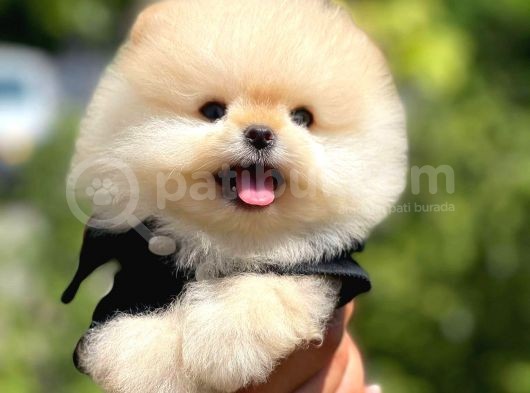 Yavru Patiler Farkı Ile Pomeranian Bo Yavrularımız