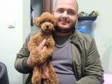 Maltipoo Yavru (Bursa Köpek Okulu)