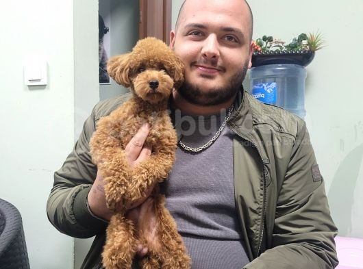 Maltipoo Yavru (Bursa Köpek Okulu) görsel