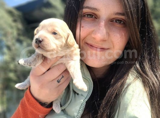 Maltipoo Yavru (Bursa Köpek Okulu) görsel