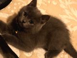 Silver British Shorthair