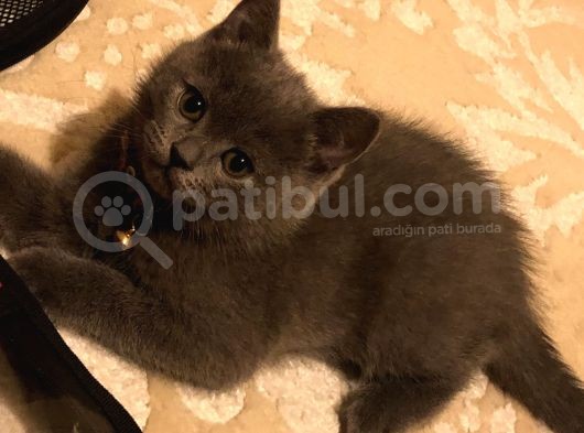 Silver British Shorthair görsel