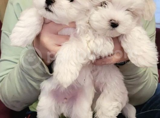 Mini Boy Maltese Sevimli Yavrular görsel