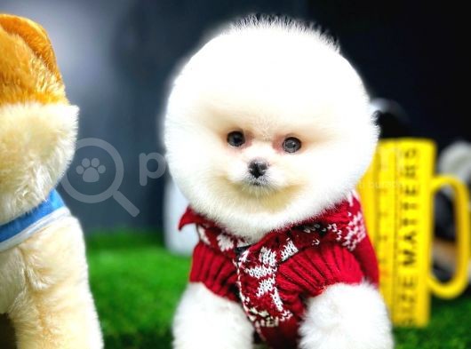 Ayı Surat Pomeranian Boo Yavrularımız görsel