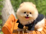 Yavru Patiler Farkı Ile Pomeranian Bo Yavrularımız