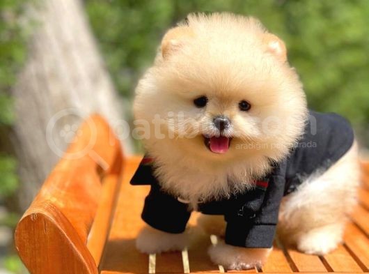 Yavru Patiler Farkı Ile Pomeranian Bo Yavrularımız görsel