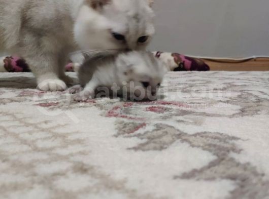 British Shorthair Silver Shaded - Ns 11 (3 Haftalık) görsel