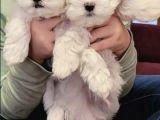 Mini Boy Maltese Sevimli Yavrular