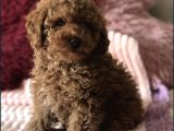Red Brown Toy Poodle Yavrular
