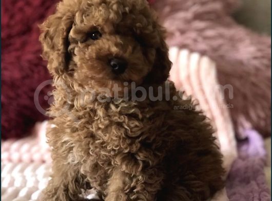 Red Brown Toy Poodle Yavrular görsel