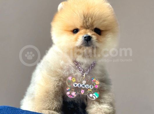 Safkan Pomeranian Teddy Boo Yavrular görsel