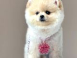 Safkan Pomeranian Teddy Boo Yavrular