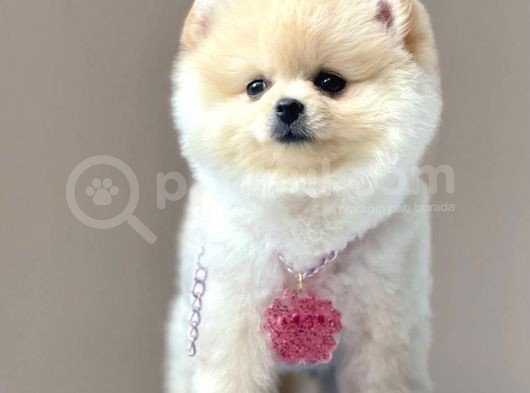 Safkan Pomeranian Teddy Boo Yavrular