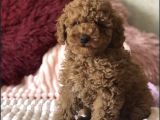 Red Brown Toy Poodle Yavrular