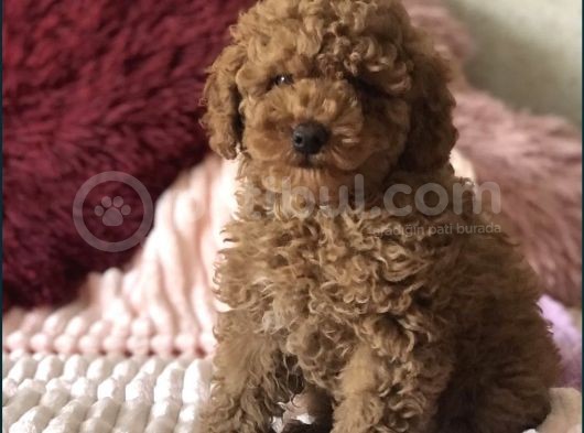 Red Brown Toy Poodle Yavrular görsel