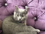 Silver British Shorthair
