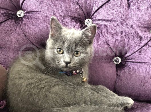 Silver British Shorthair görsel