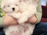 Mini Boy Maltese Sevimli Yavrular