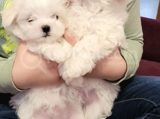 Mini Boy Maltese Sevimli Yavrular görsel