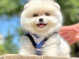 Teddy Face Pomeranian Bol Tüylü Yavrular