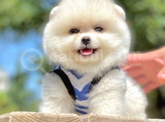 Teddy Face Pomeranian Bol Tüylü Yavrular
