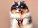 Safkan Pomeranian Teddy Boo Yavrular