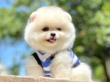 Teddy Face Pomeranian Bol Tüylü Yavrular