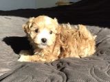 Mix Irk Sevimli Maltipoo Yavrular