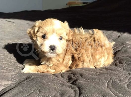 Mix Irk Sevimli Maltipoo Yavrular görsel
