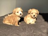 Mix Irk Sevimli Maltipoo Yavrular