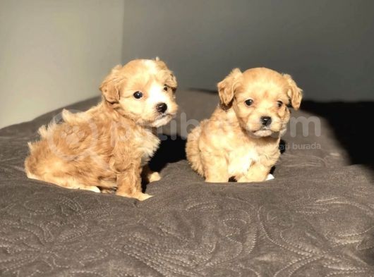 Mix Irk Sevimli Maltipoo Yavrular