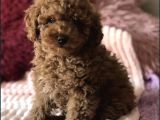 Red Brown Toy Poodle Yavrular