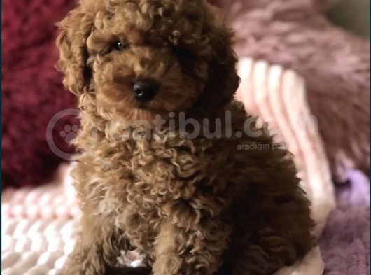 Red Brown Toy Poodle Yavrular