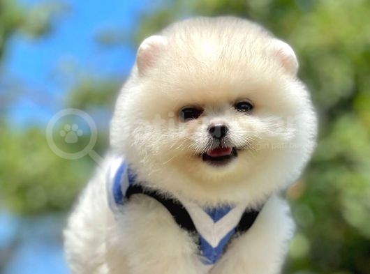 Teddy Face Pomeranian Bol Tüylü Yavrular görsel