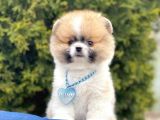 Safkan Pomeranian Teddy Boo Yavrular