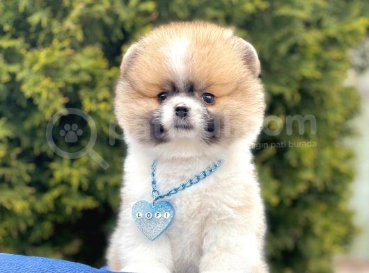 Safkan Pomeranian Teddy Boo Yavrular görsel
