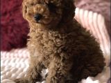 Red Brown Toy Poodle Yavrular