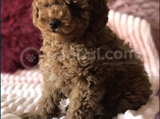 Red Brown Toy Poodle Yavrular görsel