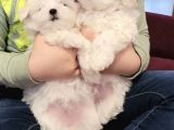 Mini Boy Maltese Sevimli Yavrular