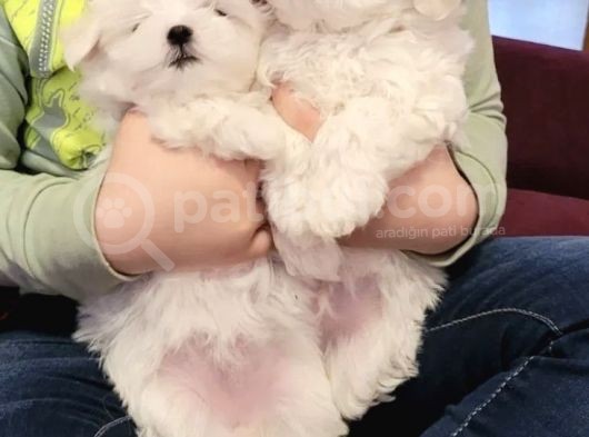 Mini Boy Maltese Sevimli Yavrular