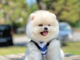 Teddy Face Pomeranian Bol Tüylü Yavrular