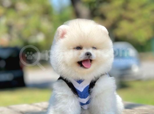 Teddy Face Pomeranian Bol Tüylü Yavrular görsel
