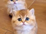 British Shorthair Yavrular