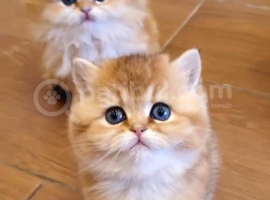 British Shorthair Yavrular görsel
