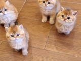 British Shorthair Yavrular