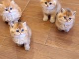 British Shorthair Yavrular