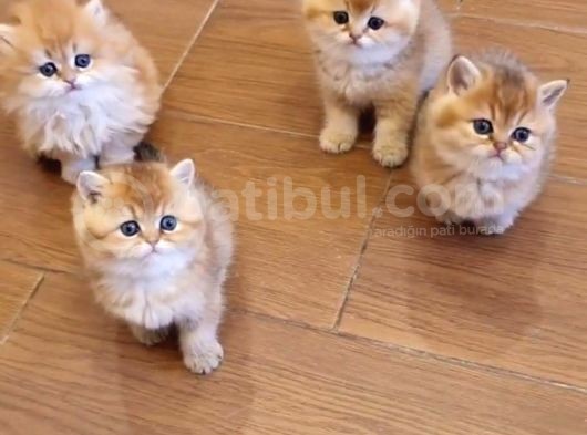 British Shorthair Yavrular