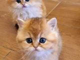 British Shorthair Yavrular
