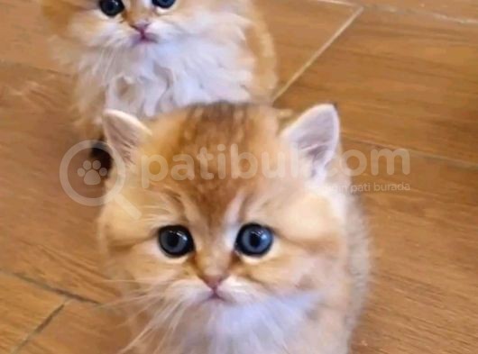 British Shorthair Yavrular görsel